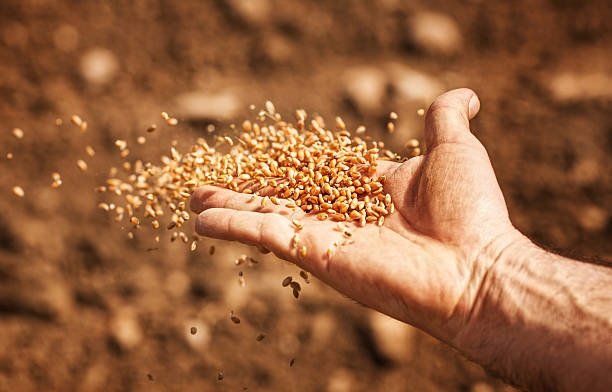Canadian wheat distributors