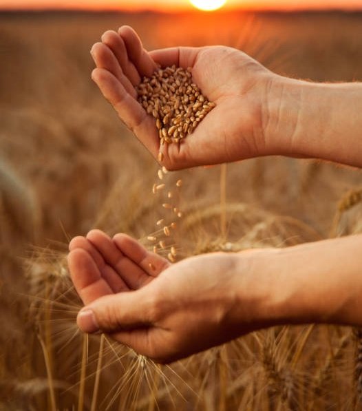 Canadian wheat distributors