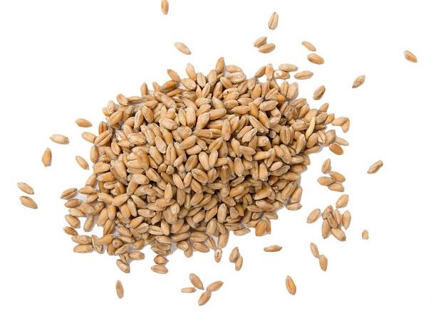 Canadian wheat distributors