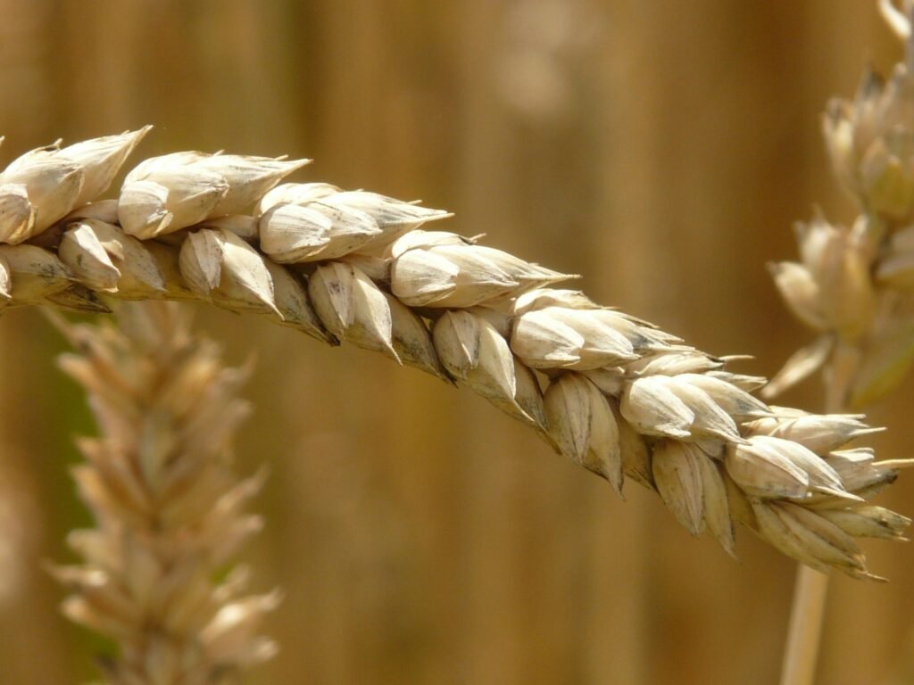 Canadian wheat suppliers
