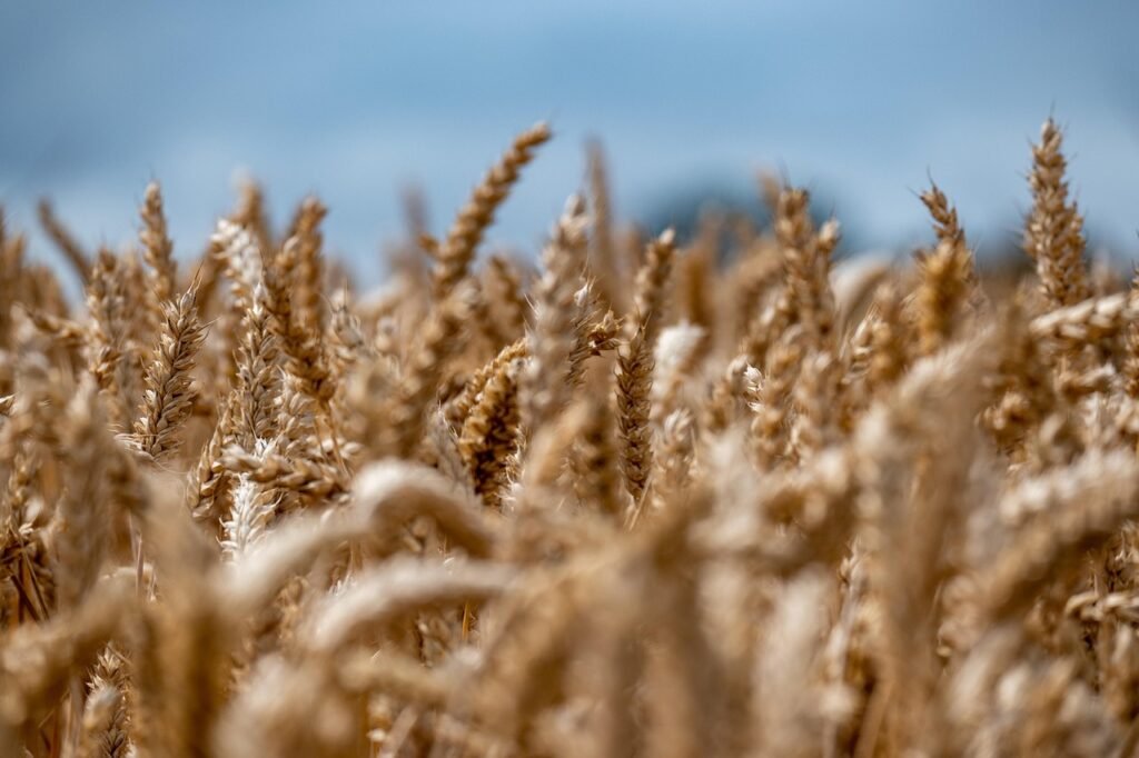 Canadian wheat suppliers