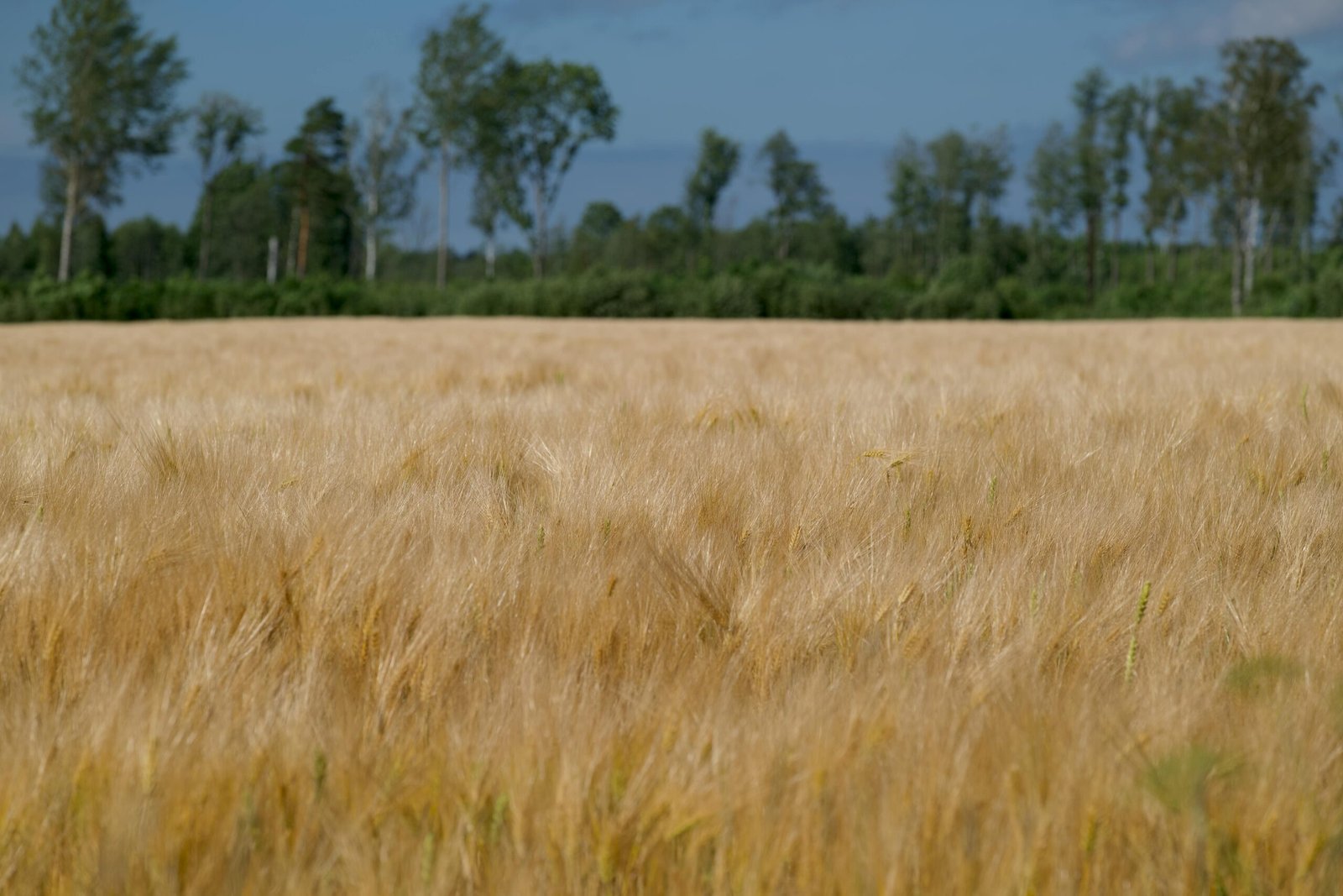 Canadian wheat suppliers